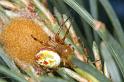 Araniella_displicata_D3003_Z_88_NP De Hoge Veluwe_Nederland